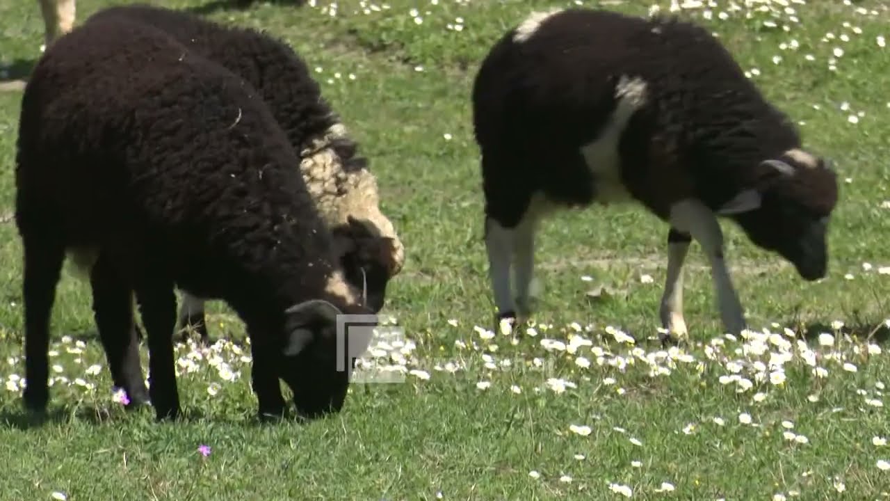 Skemat mbështetëse në bujqësi, fermerët në Gjirokastër njihen me kriteret dhe procedurat e aplikimit