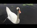Curious Swan