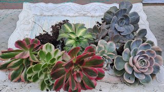 Manisa yolcusu 🪷#keşfet #plants #succulent #sukulentbakımı #ytdayibenionecikar 