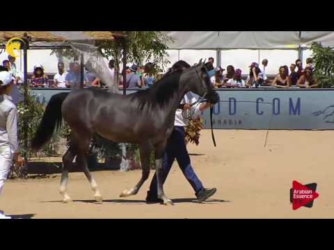 N.14 D MUMAYYAZAH - MENTON 2017 - Yearling Fillies (Class 1B)