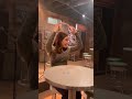 😍Ella reacted to version of Niall 'Baby Now that I found you'#ellabright #offcampus #onedirection
