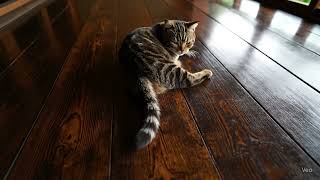 虎斑貓Tabby Cat 01  #wagging tail