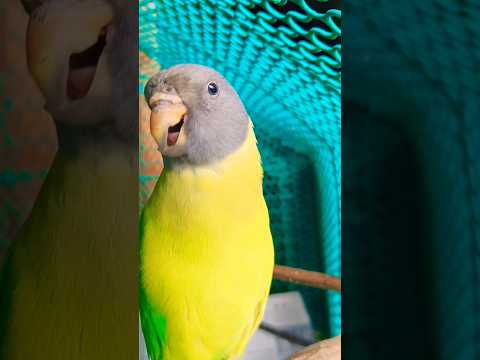 kikki ( Female Plum headed Parrot 🦜🦜) voice #tuktukkikkiminivlog