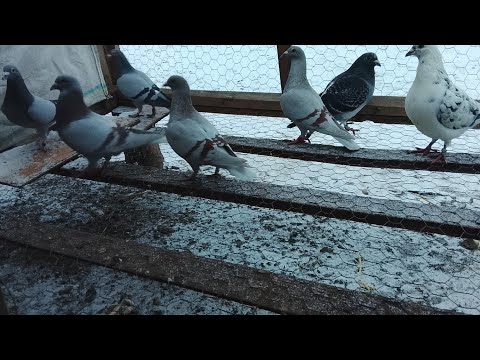 Năutățile la porumbei de când iam băgat la împerecheate ♥️♥️🕊️