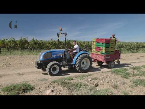 Vendemmia di Carignano nella Tenuta 202