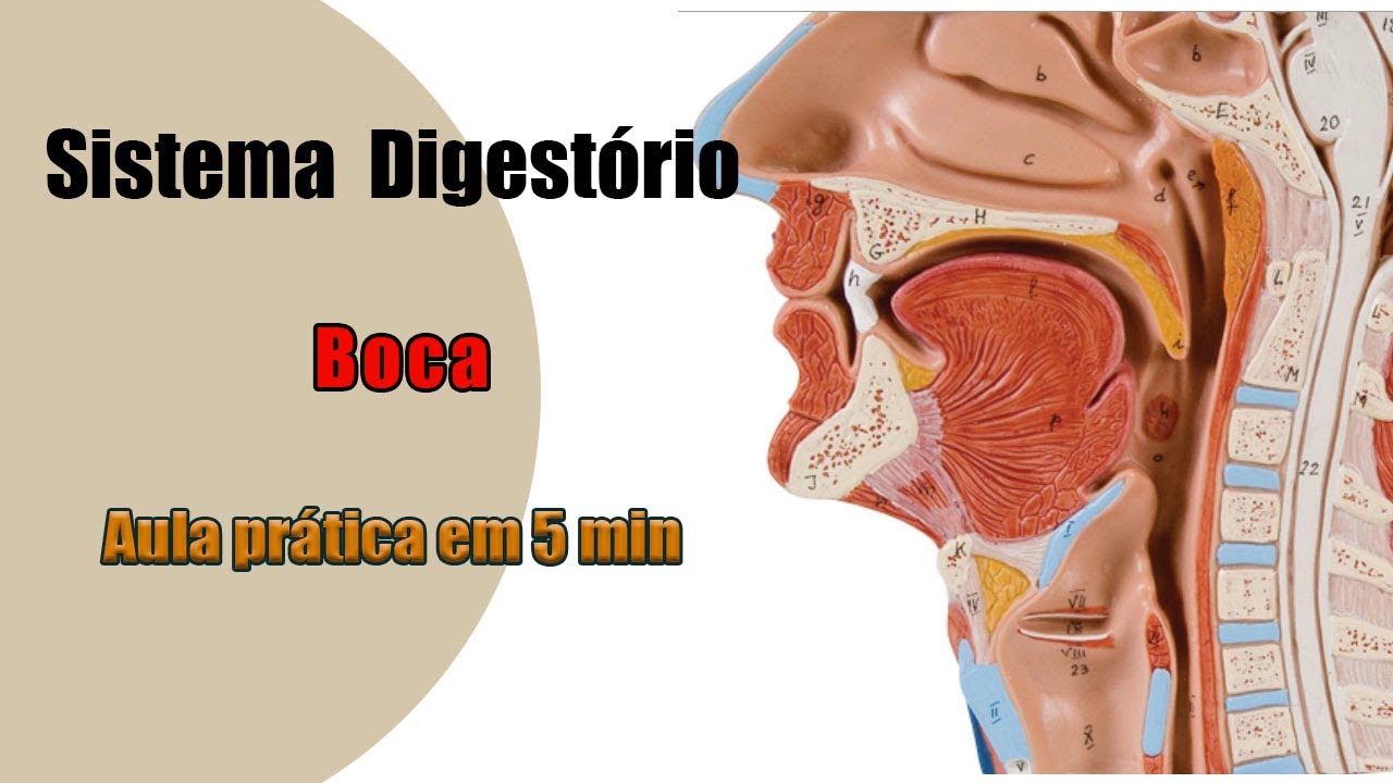 Boca e suas estruturas - Sistema Digestório - Aula Prática