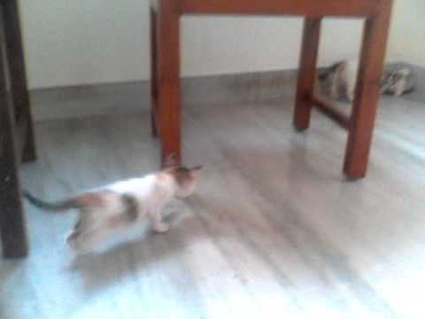 Cute kittens playing