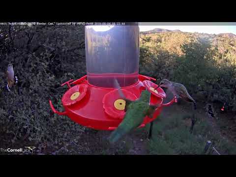 The West Texas Hummingbird Cam Returns! – Sept. 4, 2019