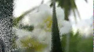 Johnny Cash - I don&#39;t think I could take you back again