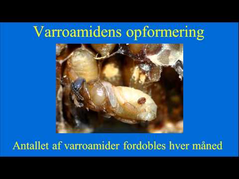 Varroabehandling 9 bimøde