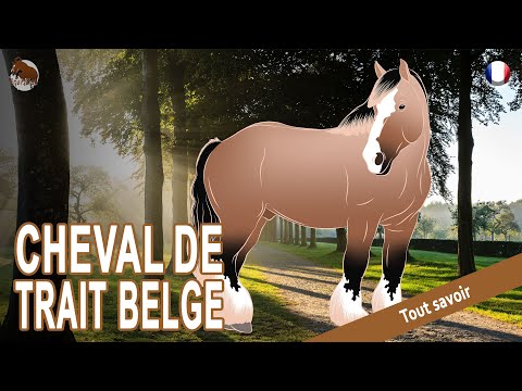 , title : 'CHEVAL DE TRAIT BELGE, le descendant des chevaux de guerre du Moyen Âge, RACES DE CHEVAUX'