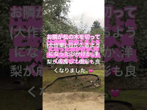 果樹を遅霜から守るにはどうすればよいですか？魔法のヒントとコツ！  庭園