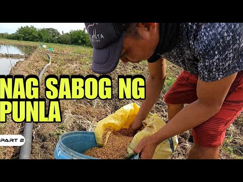 P2-SIMULA NA NANG PAMUMUNLA NG PALAY - EP1374
