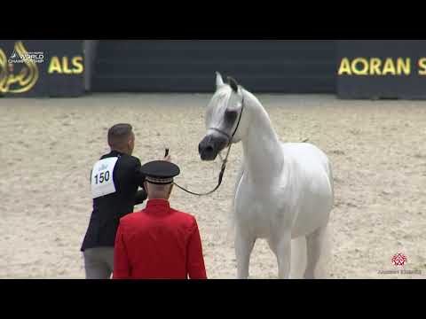 N 150 ADHAM SAQR   Paris 2019   Senior Stallions Class 6B
