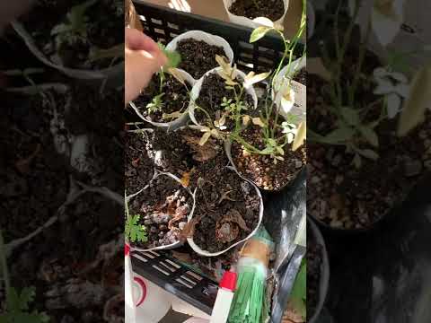 園芸 ローズゼラニウム、香りの強いゼラニウム