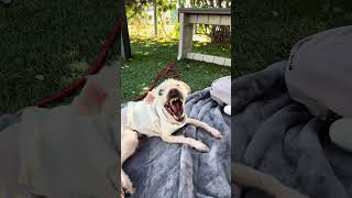 Video preview image #1 Maltese-Unknown Mix Puppy For Sale in Pasadena, CA, USA