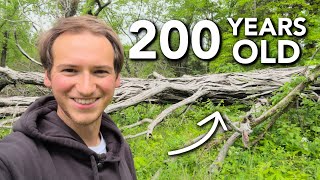 Saving These Tornado-Blown Trees for the Tiny House Project