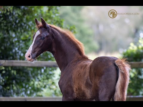 SOLD: Stallion 2021- Ferguson x Charmeur x Ferro