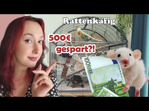 🐀 Ratten: Wie geht's artgerecht und günstig?💸