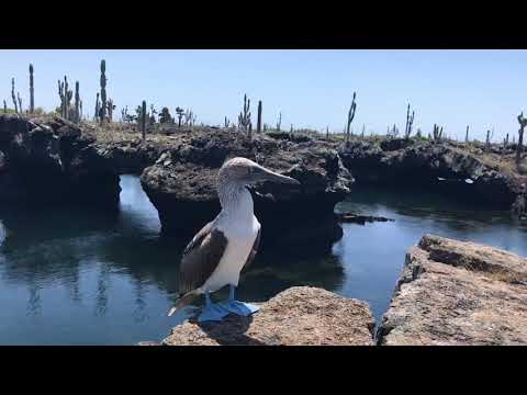 2019.02.03 Galapagos Tuneles Tour Highlights