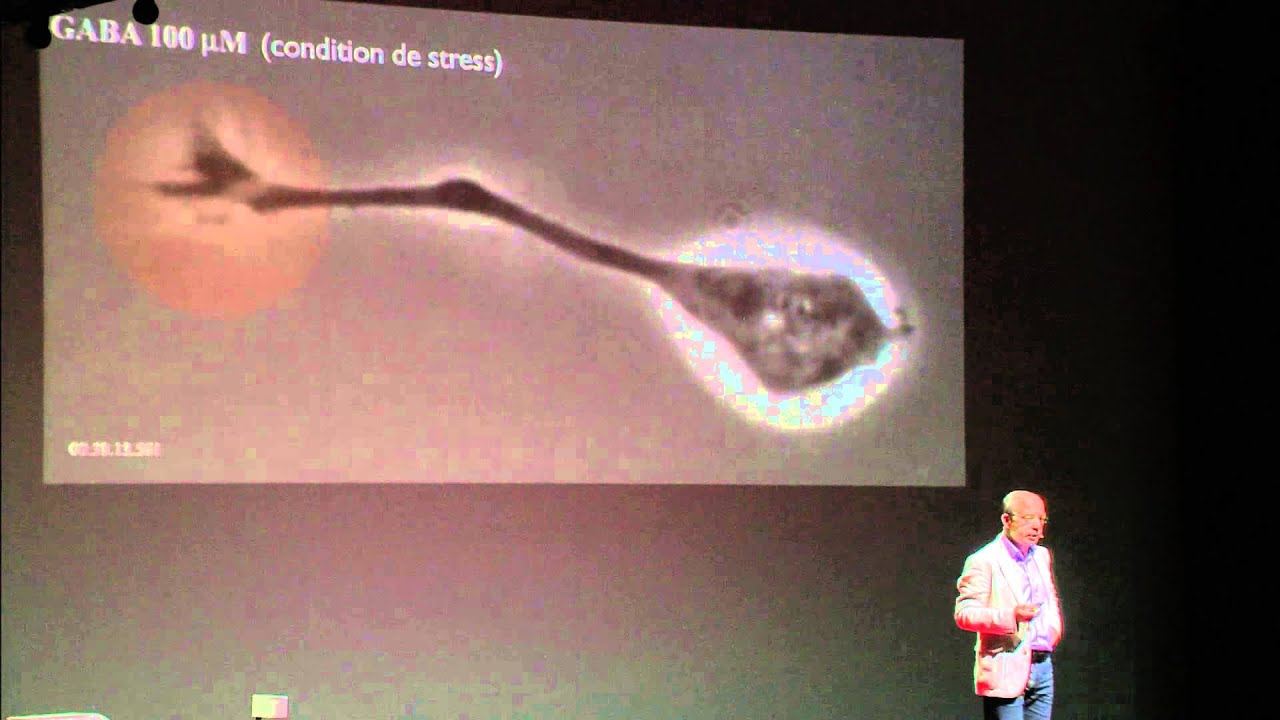 TEDxParis 2012 - Pierre-Marie Lledo - La plasticité cérébrale ou la régénérescence du cerveau