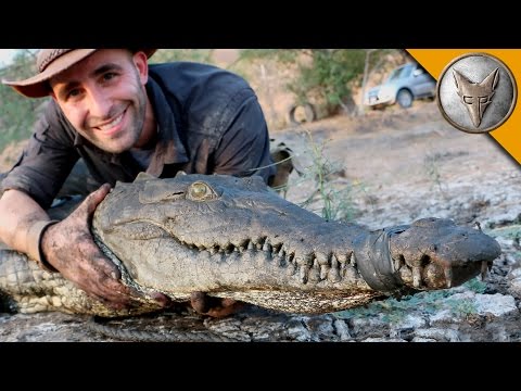 These 3 Animal Experts Face Off With A Crocodile