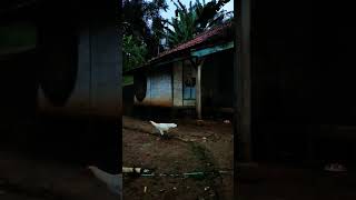 Download lagu SUASANA RAMADHAN DI KAMPUNG #shorts mp3