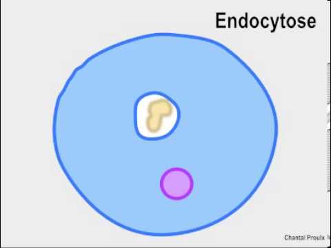 Endocytose et Exocytose