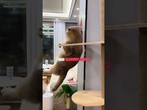Do cats really notice when their litter box disappears