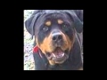 FOR THE LOVE OF DOG ROTTWEILER RESCUE ...
