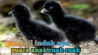 Download lagu Suara anak ruak ruak manggil induk nya mp3 Download lagu Suara anak ruak ruak manggil induk nya mp3