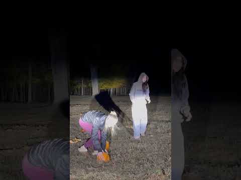 Une vache apparaît lors de l'explosion d'une citrouille