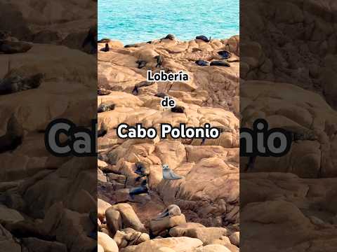 Lobos de Cabo Polonio 🦭 #uruguay #sealife #marinelife #fauna #lobos #rocha #natgeo #urus #uy #rocks