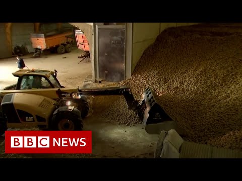 コロナウイルス。ジャガイモの山と腐ったチーズ - BBCニュース (Coronavirus: Potato mountains and rotten cheese - BBC News)