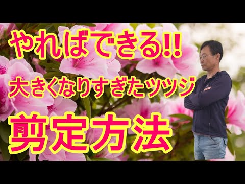 園芸 インドツツジ、屋内ツツジ