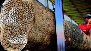 Download lagu oddity destroy the wood in sawmill! what happened? mp3