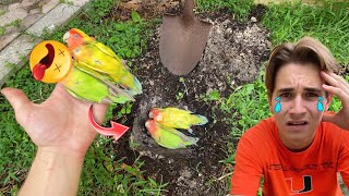 RIP RESCUED BIRD From PETSMART PARKING LOT....
