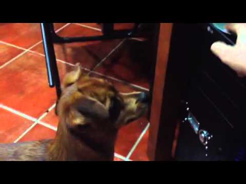 Perro odia la Tecnologia (funny dog ​​hates technology)