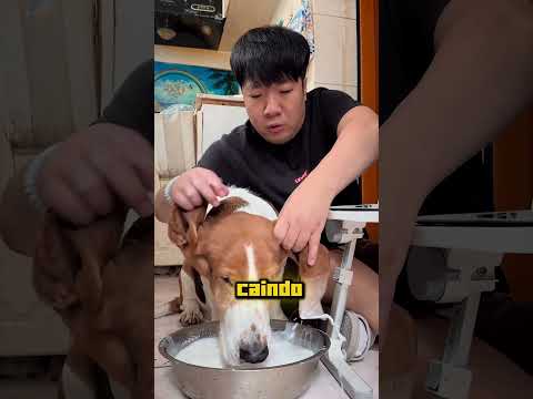 As orelhas desse cachorro são mais úteis do que você imagina! 😂🐶