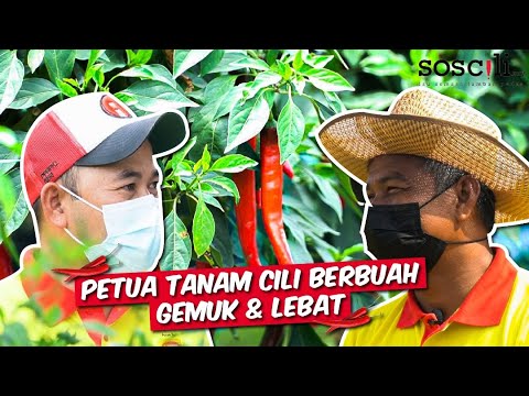 , title : 'Petani kongsi petua tanam cili berbuah lebat'