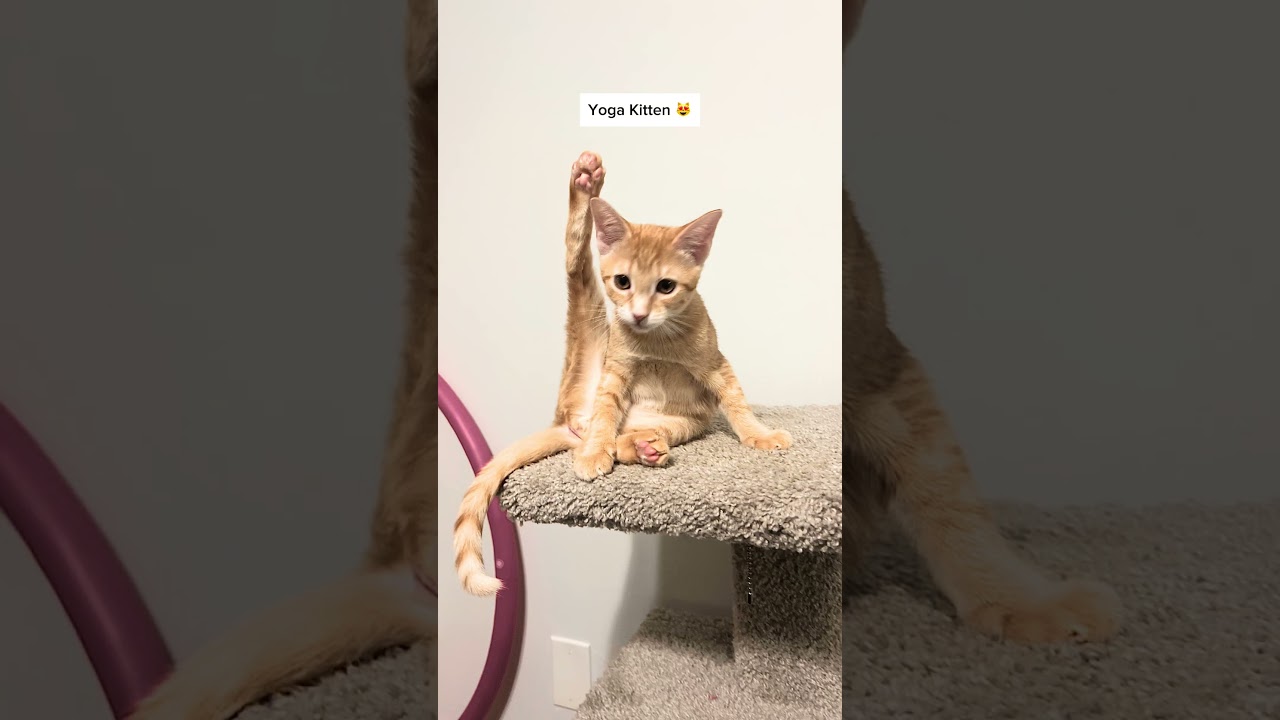 Sweet Lychee & Peach - Bonded Pair, an adoptable Tabby in Boca Raton, FL video 2/5