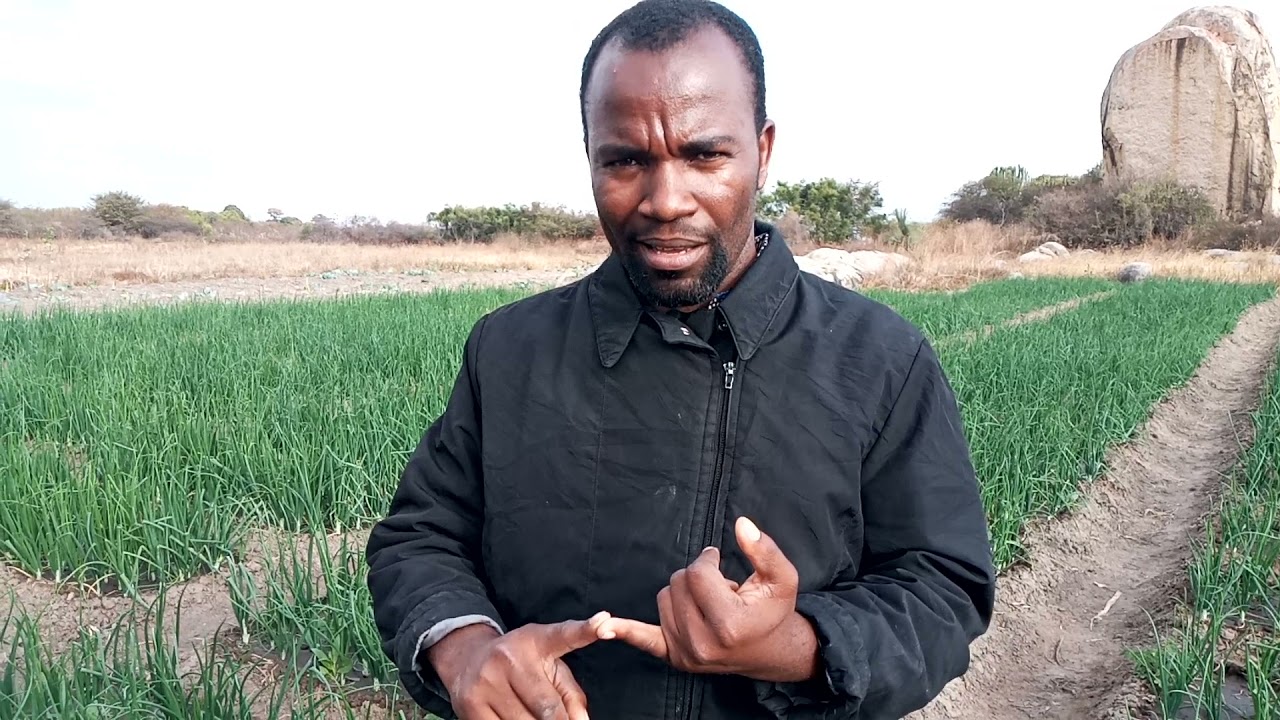 Tambua msimu wa kuvuna kitunguu ambao huwezi kuingia hasara sokoni bali utatengeneza pesa kubwa