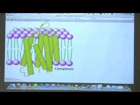 Kevin Ahern's Bite-Sized Biochemistry #30 - Membrane Transport I