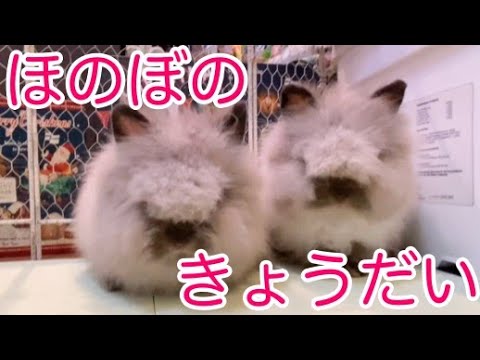 ライオンヘッドウサギ