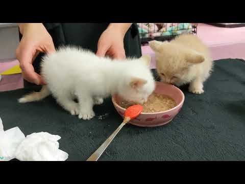 Feeding Gruel kittens with Carley
