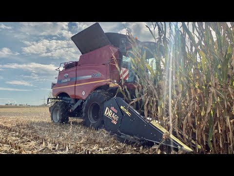 OLIMAC DRAGO GT + CASE IH | Sklizeň kukuřice na zrno