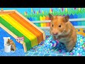 😱 Hamster Escape Maze - Hamster Cute pets Maze #hamsterescape #mazediytraps