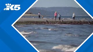 Lowest tide of the year in western Washington was Thursday