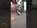 King PITBULL Dangerous Reels Shorts Dog Pitbull Americanbully Dogvideos