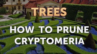 How to Prune Cryptomeria